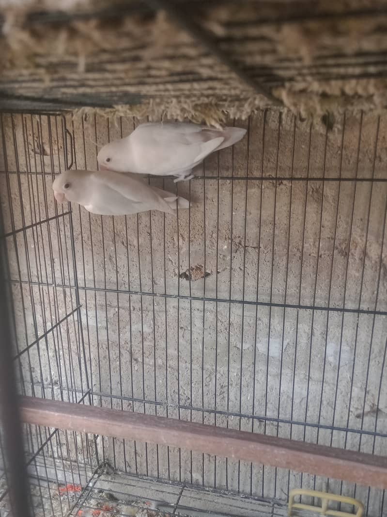 Albino black eye breeding pair 1