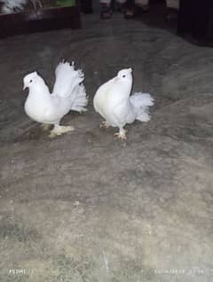 American lakay pure white beauty breeder pair