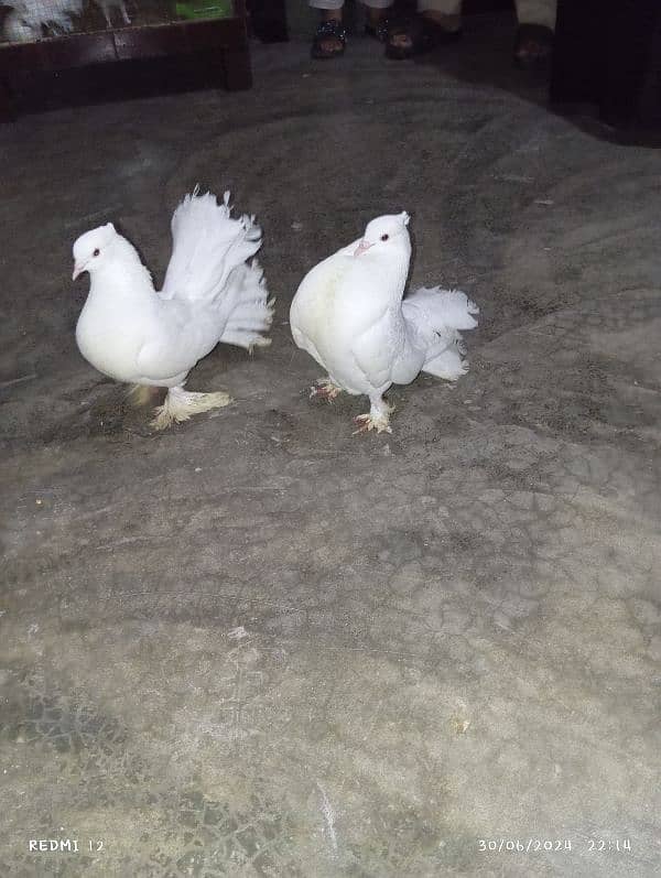 American lakay pure white beauty breeder pair 0