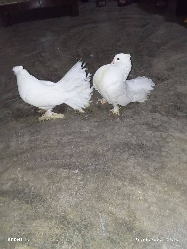 American lakay pure white beauty breeder pair 1