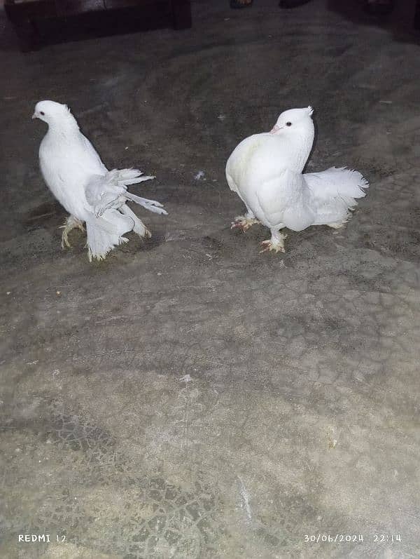 American lakay pure white beauty breeder pair 2