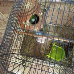 Love bird for sell Cremino x albino red eye pair