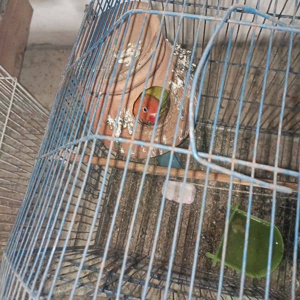 Love bird for sell Cremino x albino red eye pair 1