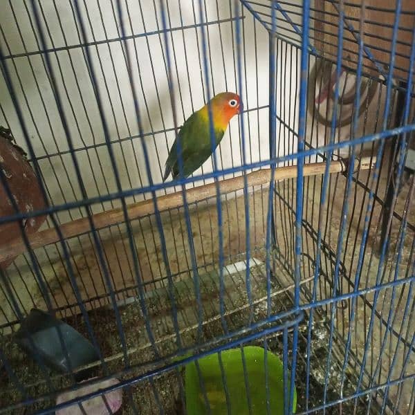 Love bird for sell Cremino x albino red eye pair 2