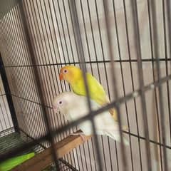 Love bird for sell Cremino x albino red eye pair