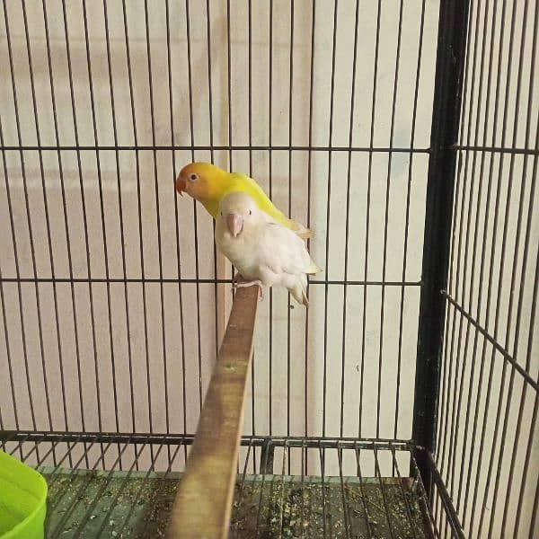 Love bird for sell Cremino x albino red eye pair 4