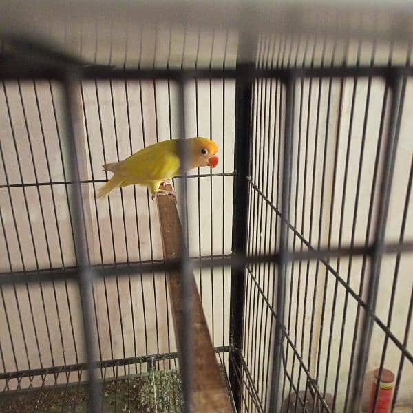 Love bird for sell Cremino x albino red eye pair 6