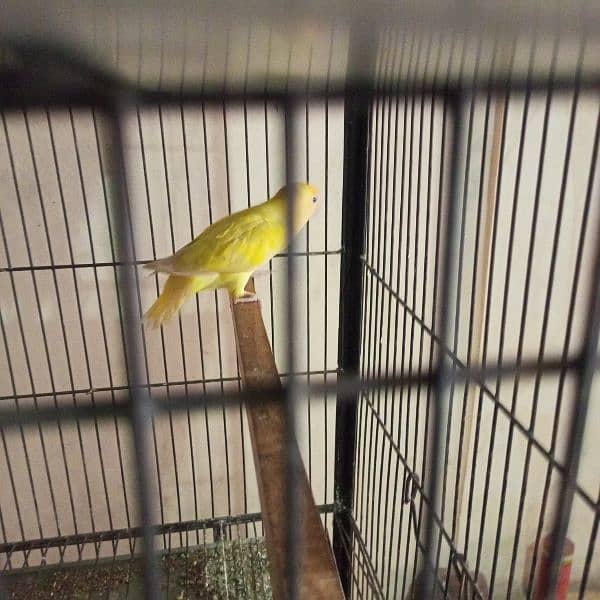 Love bird for sell Cremino x albino red eye pair 7