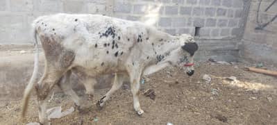 cow bachra for sale