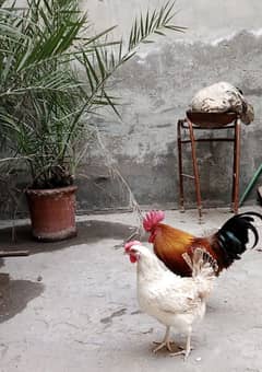 desi hen pair murgha murghi eggs lying