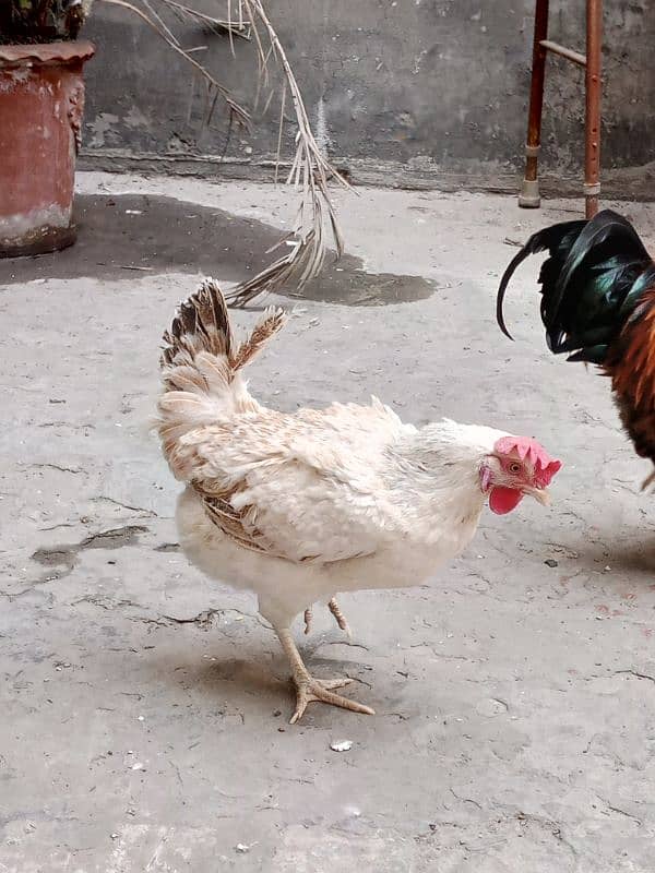 desi hen pair murgha murghi eggs lying 1