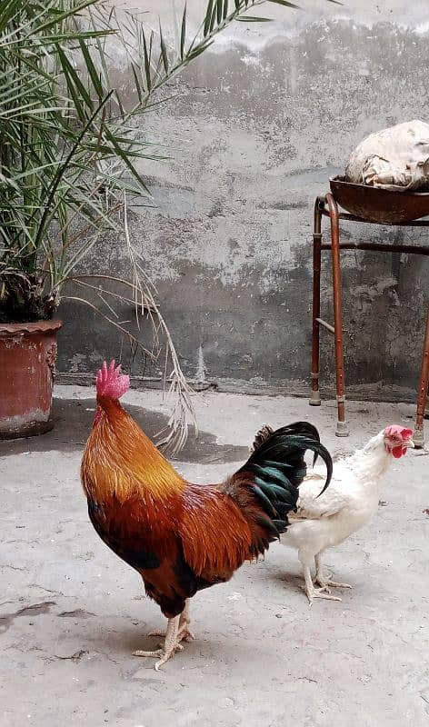 desi hen pair murgha murghi eggs lying 3