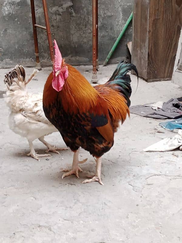 desi hen pair murgha murghi eggs lying 5