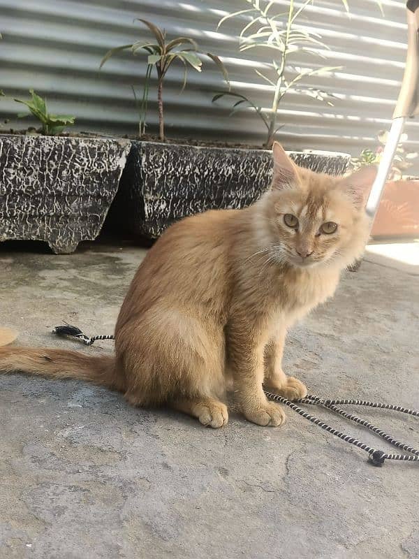 Persian cat for sale 1