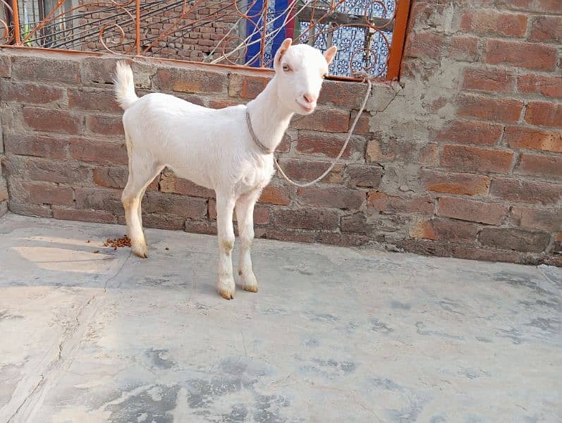 Barbari pair tedi gulabi goats tedy 0