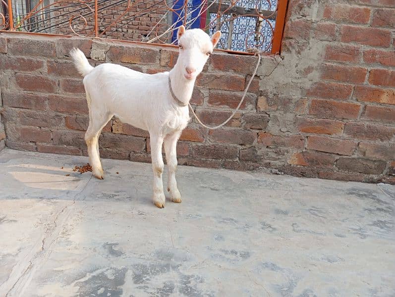 Barbari pair tedi gulabi goats tedy 1