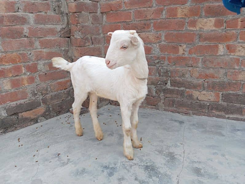 Barbari pair tedi gulabi goats tedy 2