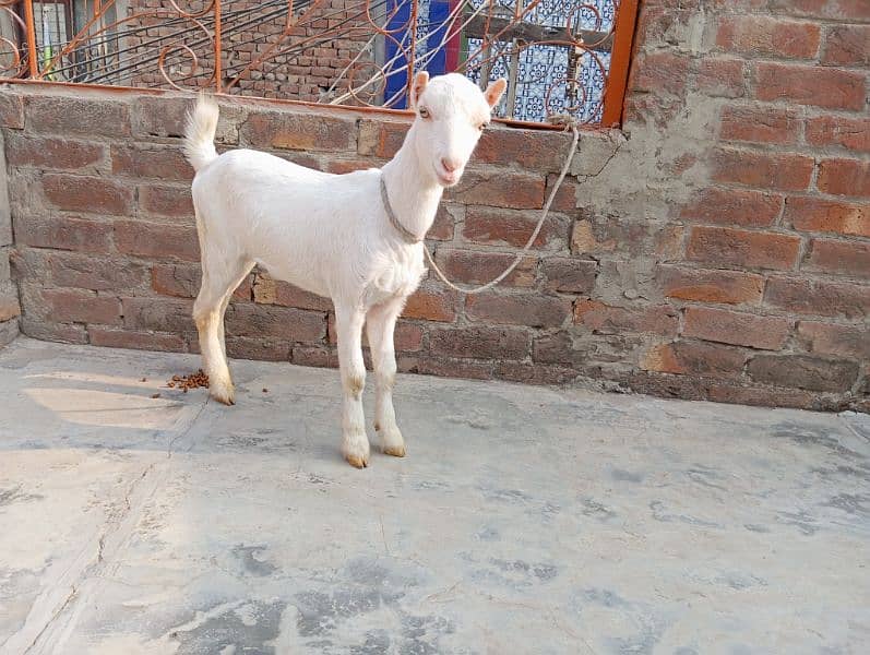 Barbari pair tedi gulabi goats tedy 3