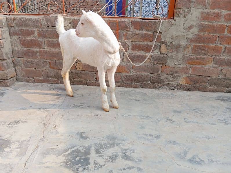 Barbari pair tedi gulabi goats tedy 4