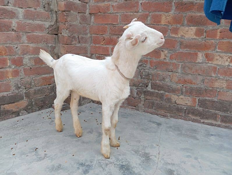 Barbari pair tedi gulabi goats tedy 5