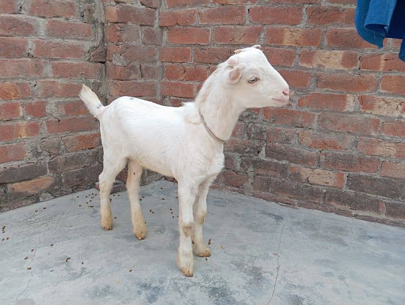 Barbari pair tedi gulabi goats tedy 6