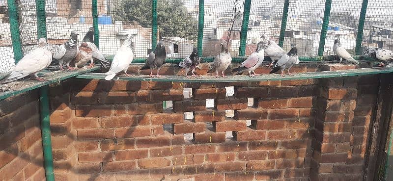 High flying pigeons for sale/ kabuter for sale 0