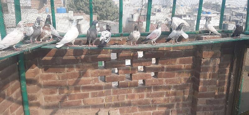 High flying pigeons for sale/ kabuter for sale 1