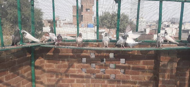 High flying pigeons for sale/ kabuter for sale 2