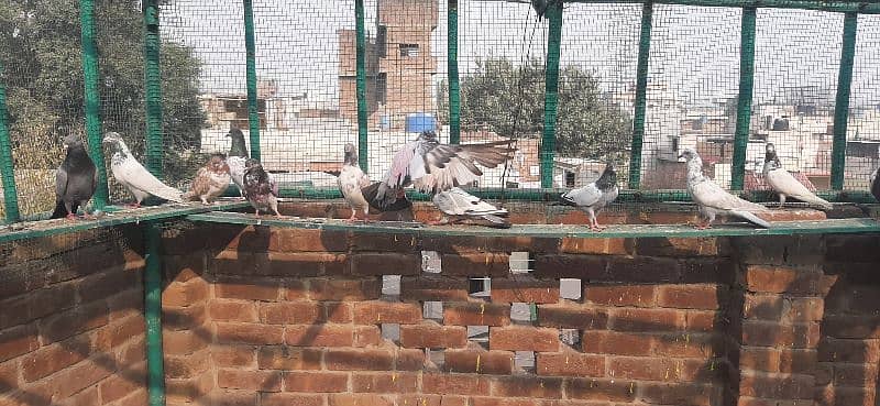 High flying pigeons for sale/ kabuter for sale 3