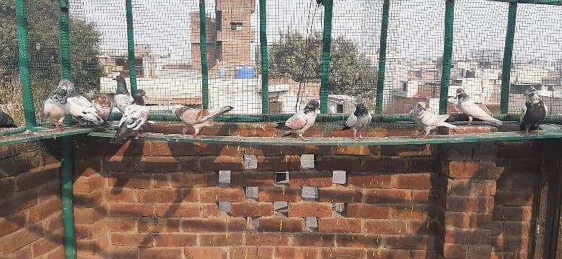 High flying pigeons for sale/ kabuter for sale 4