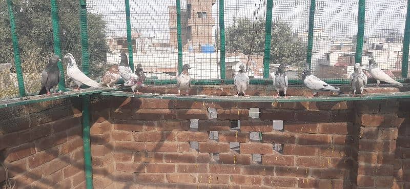 High flying pigeons for sale/ kabuter for sale 5