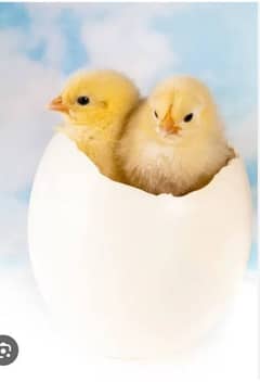 03120822958 Fancy Chiks And Fancy Eggs Avail