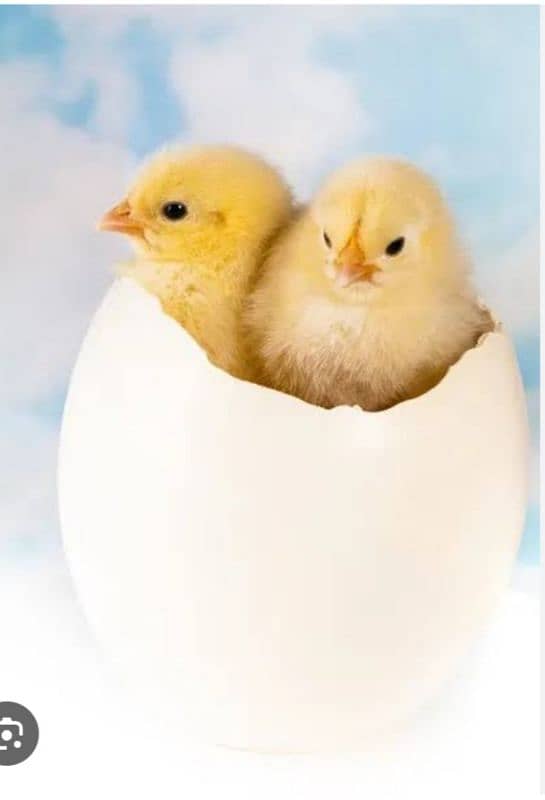 03120822958 Fancy Chiks And Fancy Eggs Avail 0