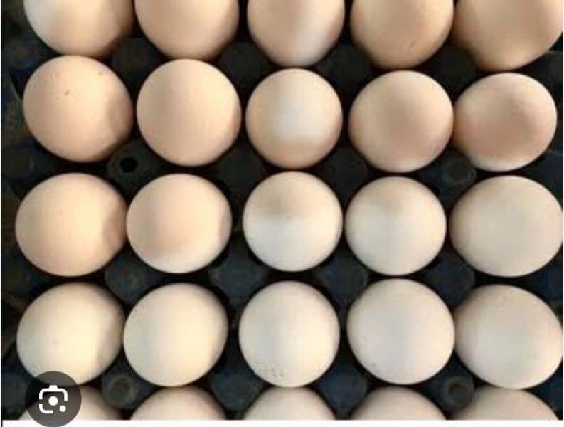 03120822958 Fancy Chiks And Fancy Eggs Avail 4