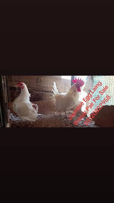 03120822958 Fancy Chiks And Fancy Eggs Avail 10