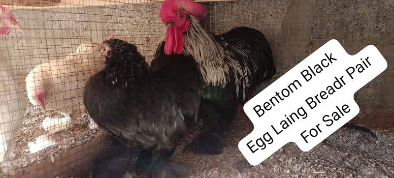 03120822958 Fancy Chiks And Fancy Eggs Avail 12