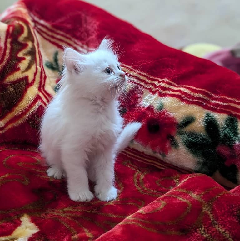 Persian kittens 0