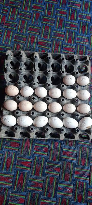 03120822958 Fancy Chiks And Fancy Eggs Avail 15