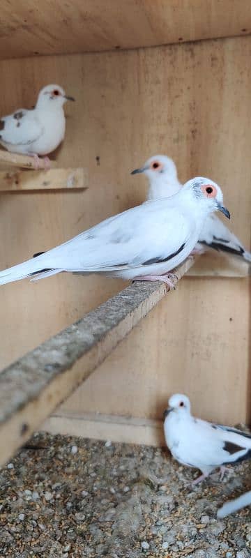 diamond pied,love birds 2