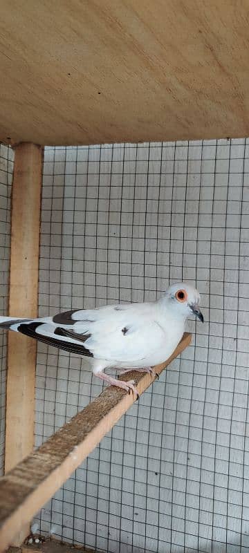 diamond pied,love birds 3