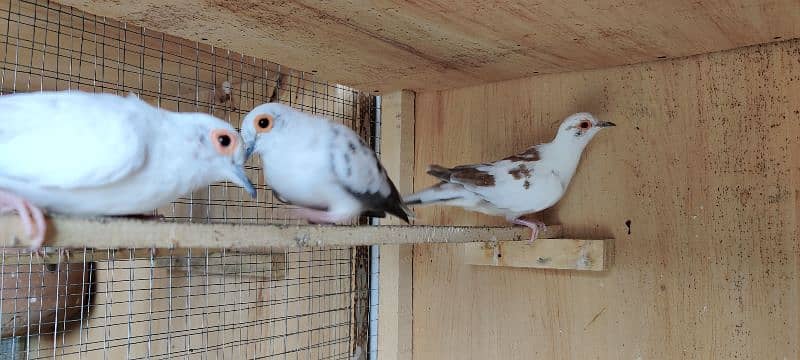 diamond pied,love birds 4