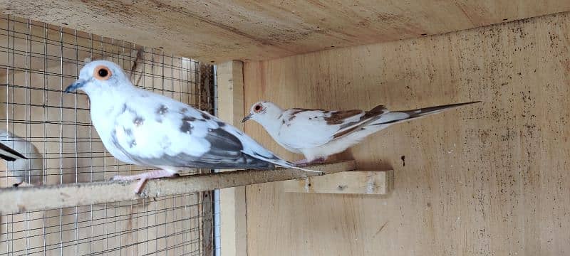 diamond pied,love birds 5