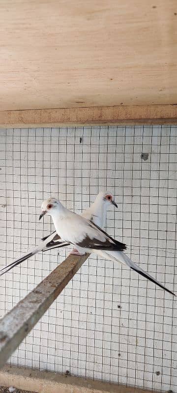 diamond pied,love birds 8