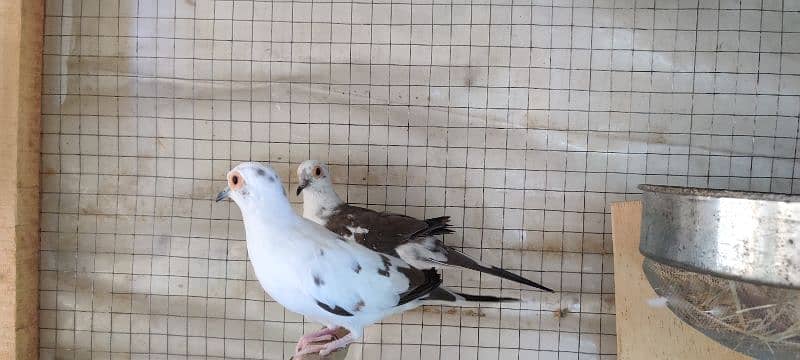 diamond pied,love birds 13