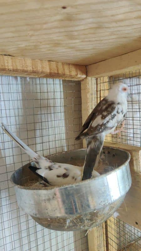 diamond pied,love birds 17