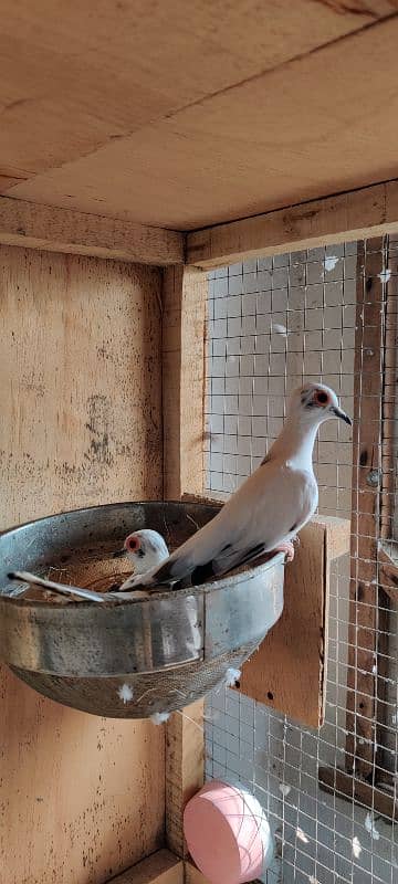 diamond pied,love birds 19