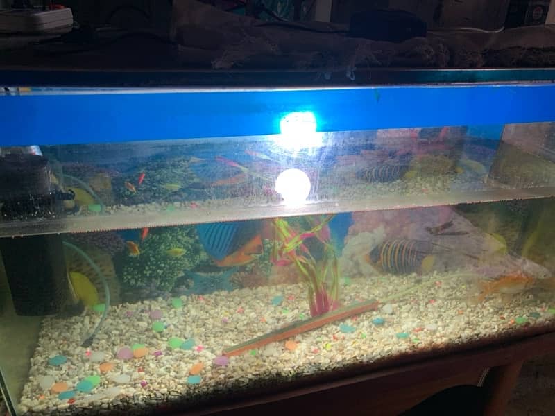 Fish Aquarium 2.5foot with fishes and table 0