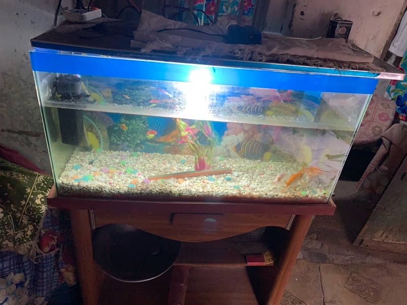 Fish Aquarium 2.5foot with fishes and table 1