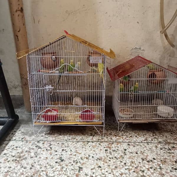 Australian parrot budgies 6 pair with 2 cages. 0