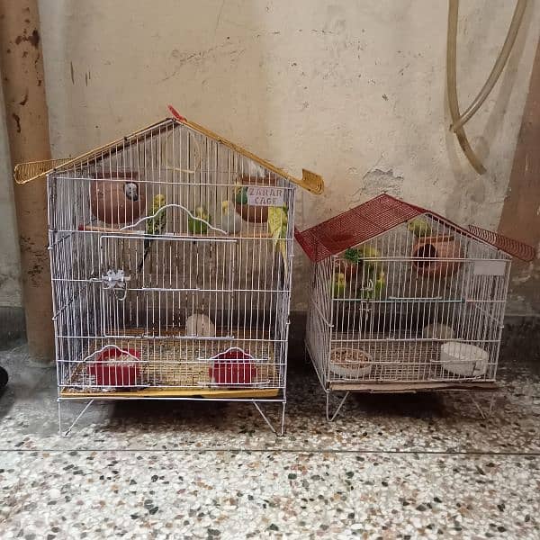 Australian parrot budgies 6 pair with 2 cages. 1